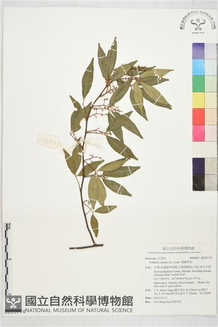 飛龍掌血藏品圖，第1張