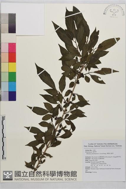 畢祿山鼠李藏品圖，第1張