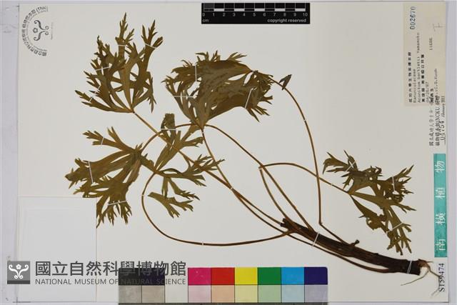 臺灣烏頭藏品圖，第1張