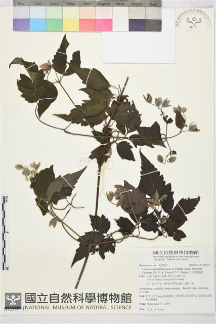 巴氏鐵線蓮藏品圖，第4張