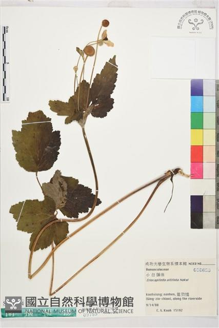 小白頭翁藏品圖，第1張