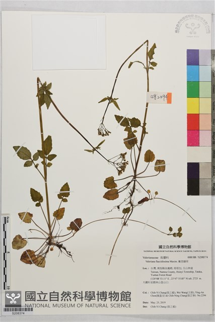 嫩莖纈草藏品圖，第1張