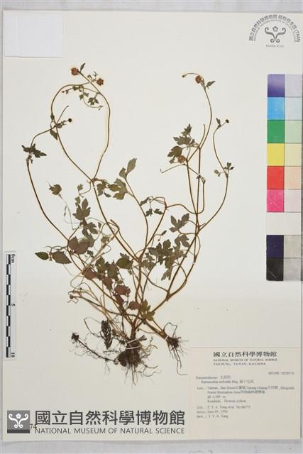 辣子草、揚子毛茛藏品圖，第1張