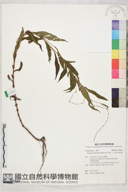 腺花毛蓼、八字蓼、腺花蓼藏品圖，第1張