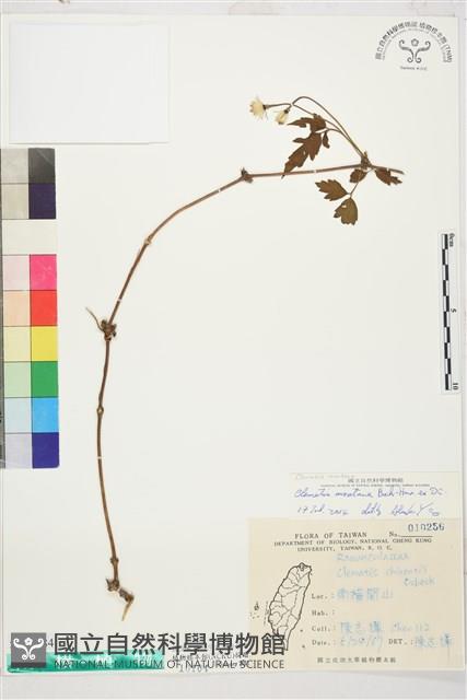 繡球藤藏品圖，第1張