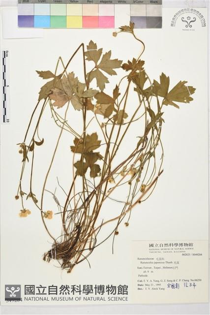 毛茛藏品圖，第1張