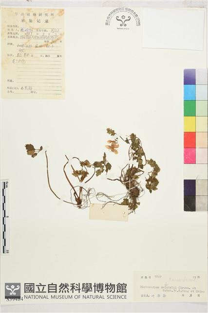 蕨葉人字果藏品圖，第1張