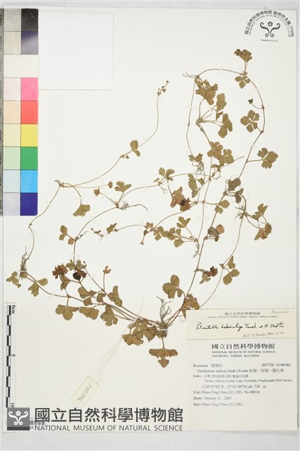 登錄號:S189484藏品圖，第1張