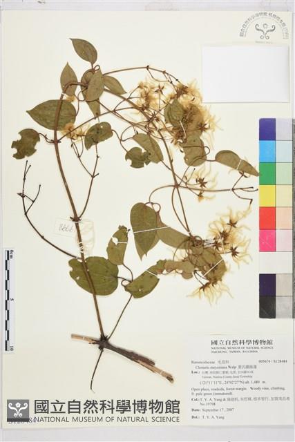 麥氏鐵線蓮藏品圖，第2張