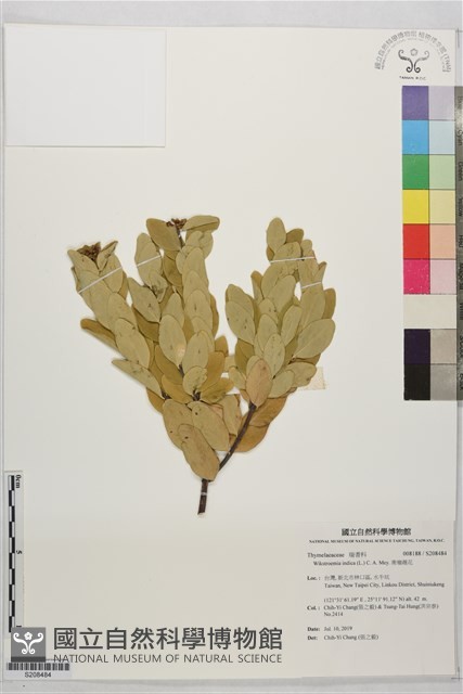 南嶺蕘花藏品圖，第1張