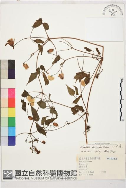 小木通藏品圖，第1張