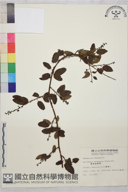 臺灣黃鱔藤藏品圖，第1張