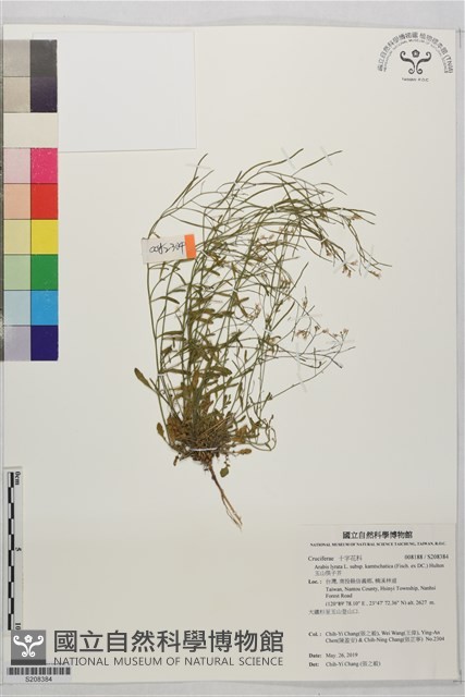 玉山筷子芥藏品圖，第1張