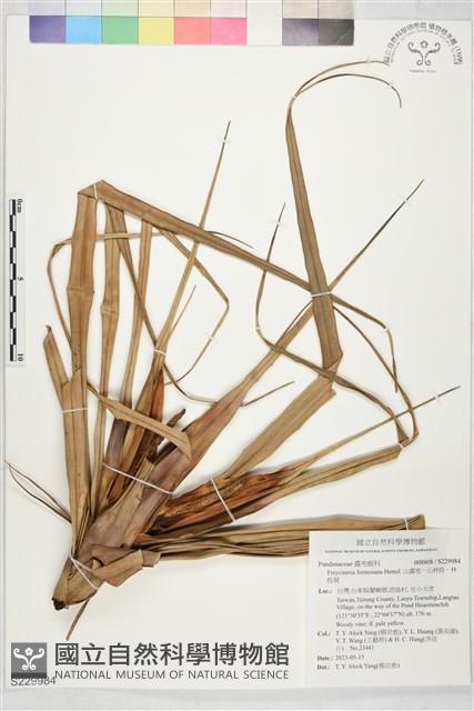 山露兜、山林投、林投舅藏品圖，第1張