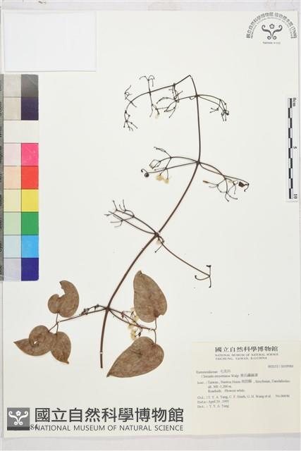 麥氏鐵線蓮藏品圖，第2張