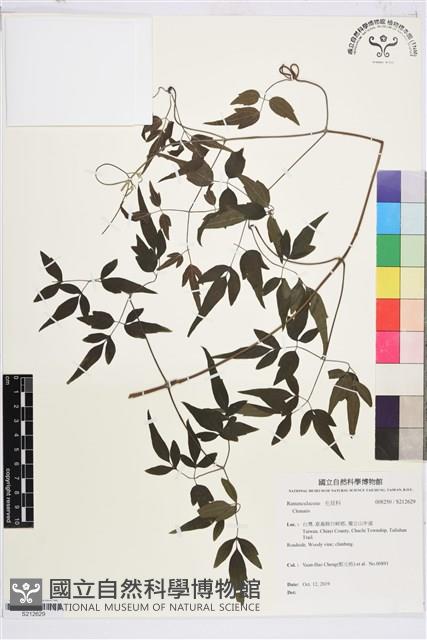 田村氏鐵線蓮藏品圖，第1張