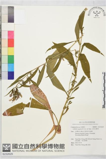 大本山梗菜藏品圖，第1張