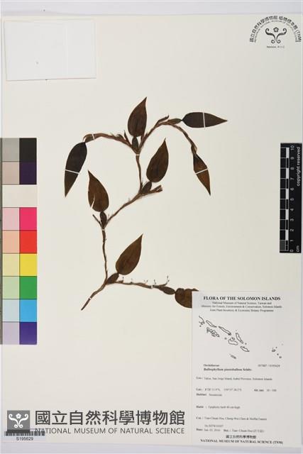 登錄號:S195629藏品圖，第1張