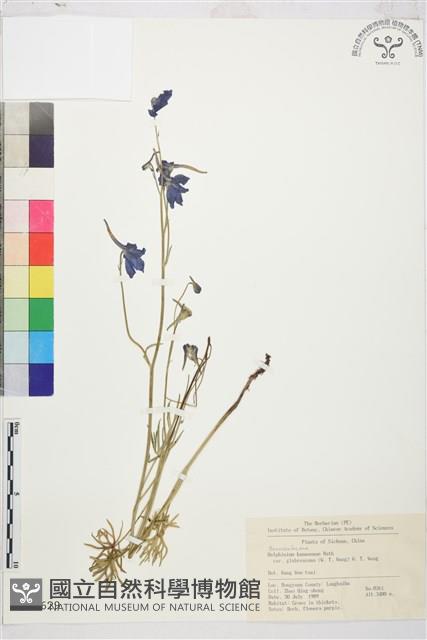 展毛翠雀花藏品圖，第1張