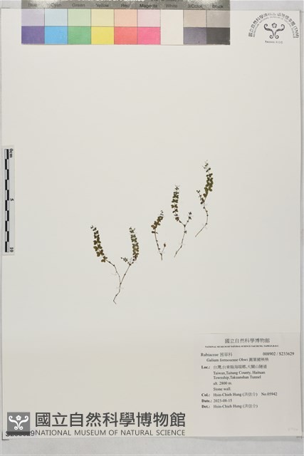 圓葉豬殃殃藏品圖，第1張