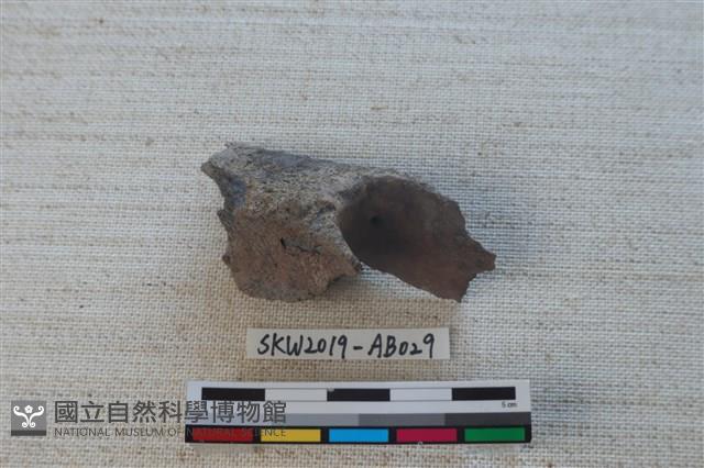 獸骨藏品圖，第1張