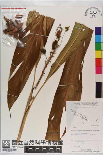 登錄號:S201029藏品圖，第1張