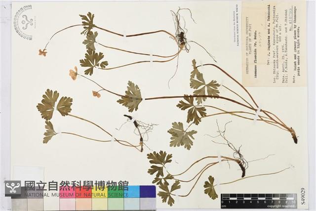 鵝掌草藏品圖，第1張