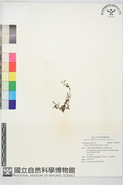 火焰草藏品圖，第1張