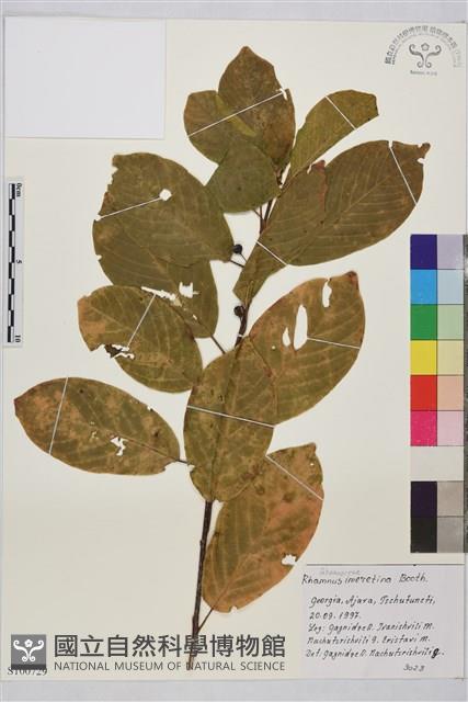 登錄號:S100729藏品圖，第1張