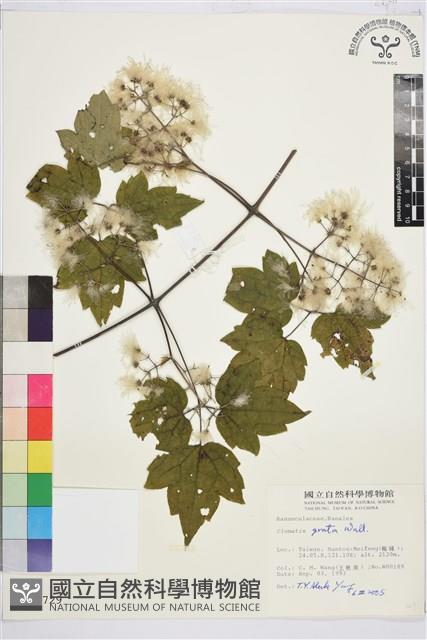 串鼻龍藏品圖，第1張