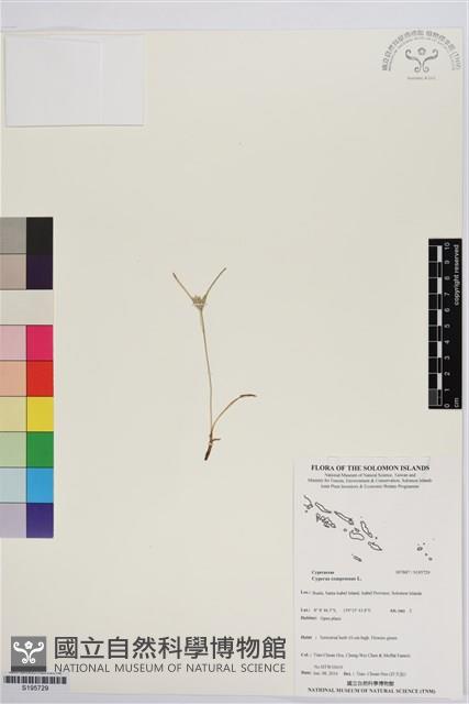 莎田草、扁穗莎草藏品圖，第1張