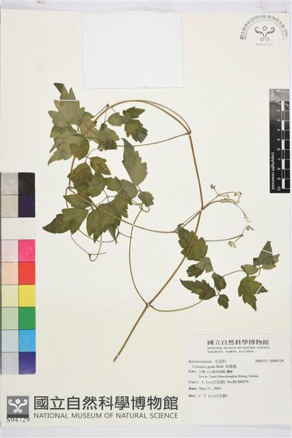 串鼻龍藏品圖，第1張