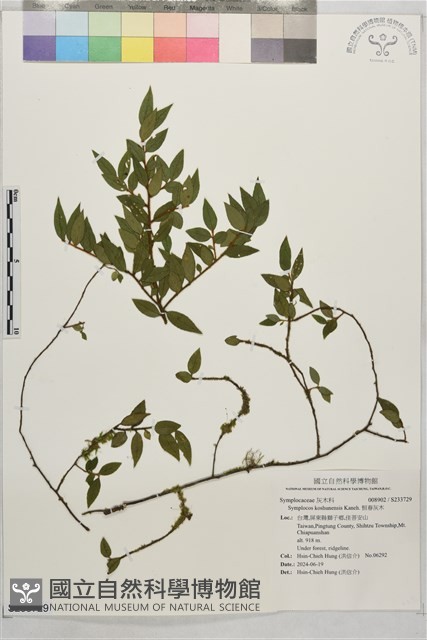 恒春灰木藏品圖，第1張