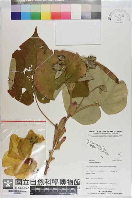 黃槿藏品圖，第1張