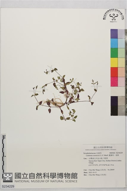 藍豬耳、母草藏品圖，第1張