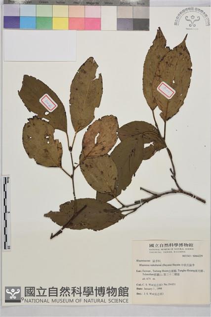 中原氏鼠李藏品圖，第1張