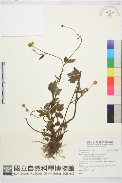 登錄號:S128229藏品圖，第1張