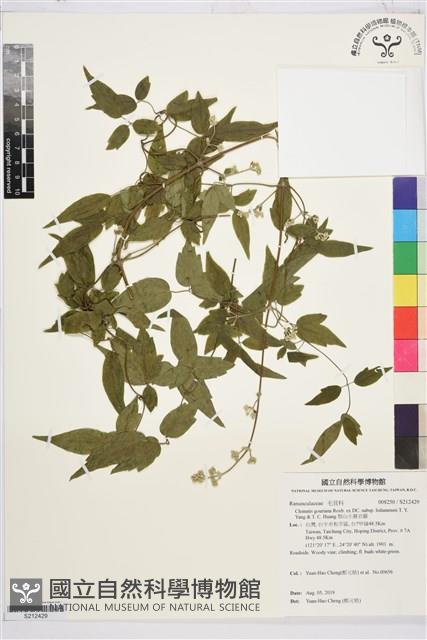 梨山小蓑衣藤藏品圖，第1張