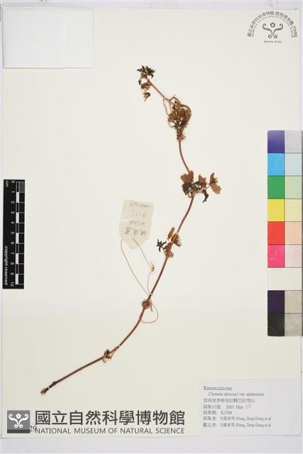 刺鐵線蓮藏品圖，第1張