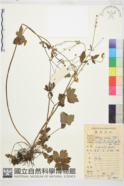 毛茛藏品圖，第1張