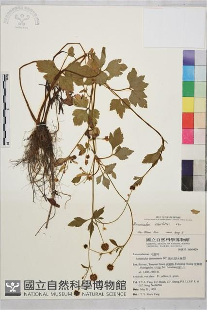 鉤柱毛茛藏品圖，第1張