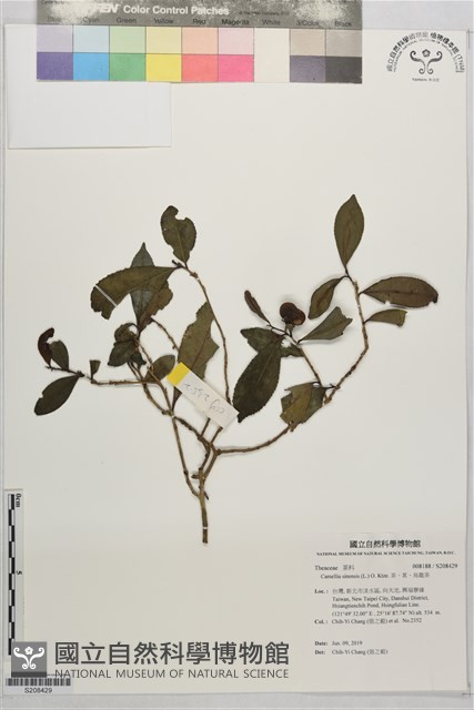 茶、茗、烏龍茶藏品圖，第1張