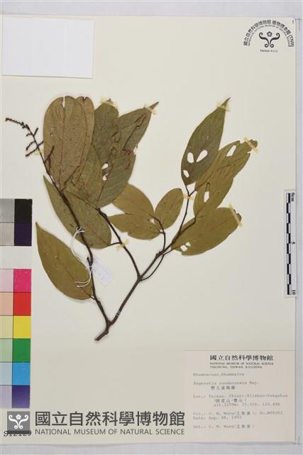 巒大雀梅藤藏品圖，第2張