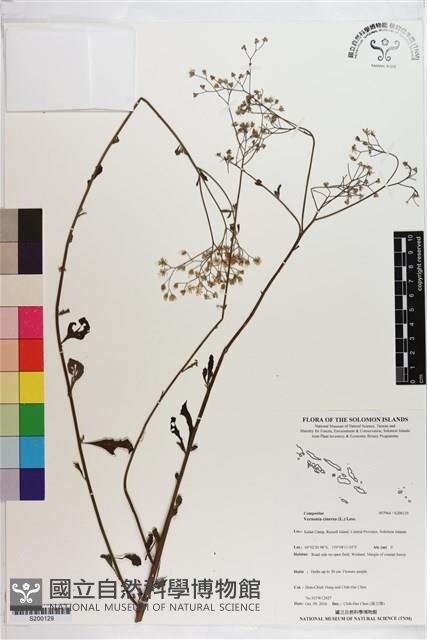 一枝香藏品圖，第1張