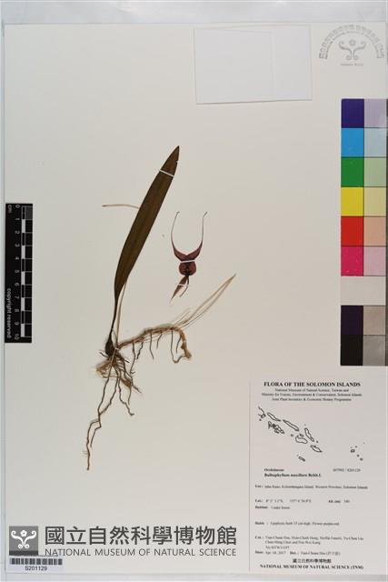 登錄號:S201129藏品圖，第1張