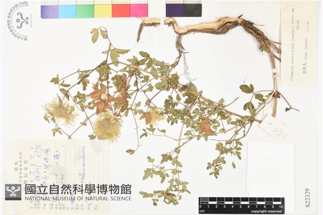 甘川鐵線蓮藏品圖，第1張