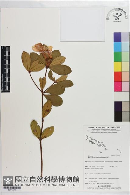 著生杜鵑藏品圖，第1張