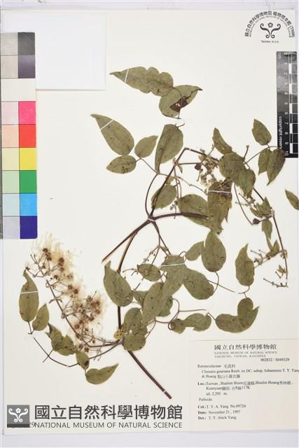 Accession Number:S049329 Collection Image, Figure 2, Total 2 Figures