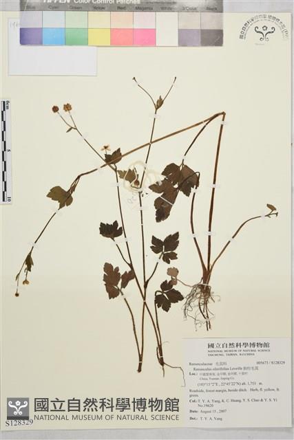 鉤柱毛茛藏品圖，第1張