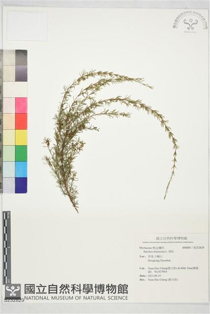 崗松藏品圖，第1張